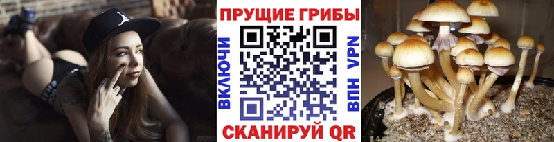 Псилоцибиновые грибы ЛСД  Купить закладки  Печора 